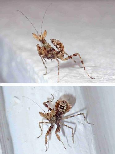 Réf. 219 019 : Creobroter sp.